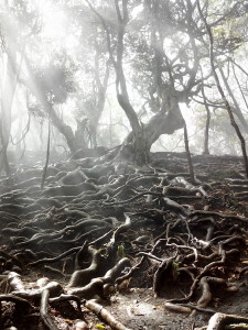 tree, exposed roots