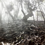 tree, exposed roots